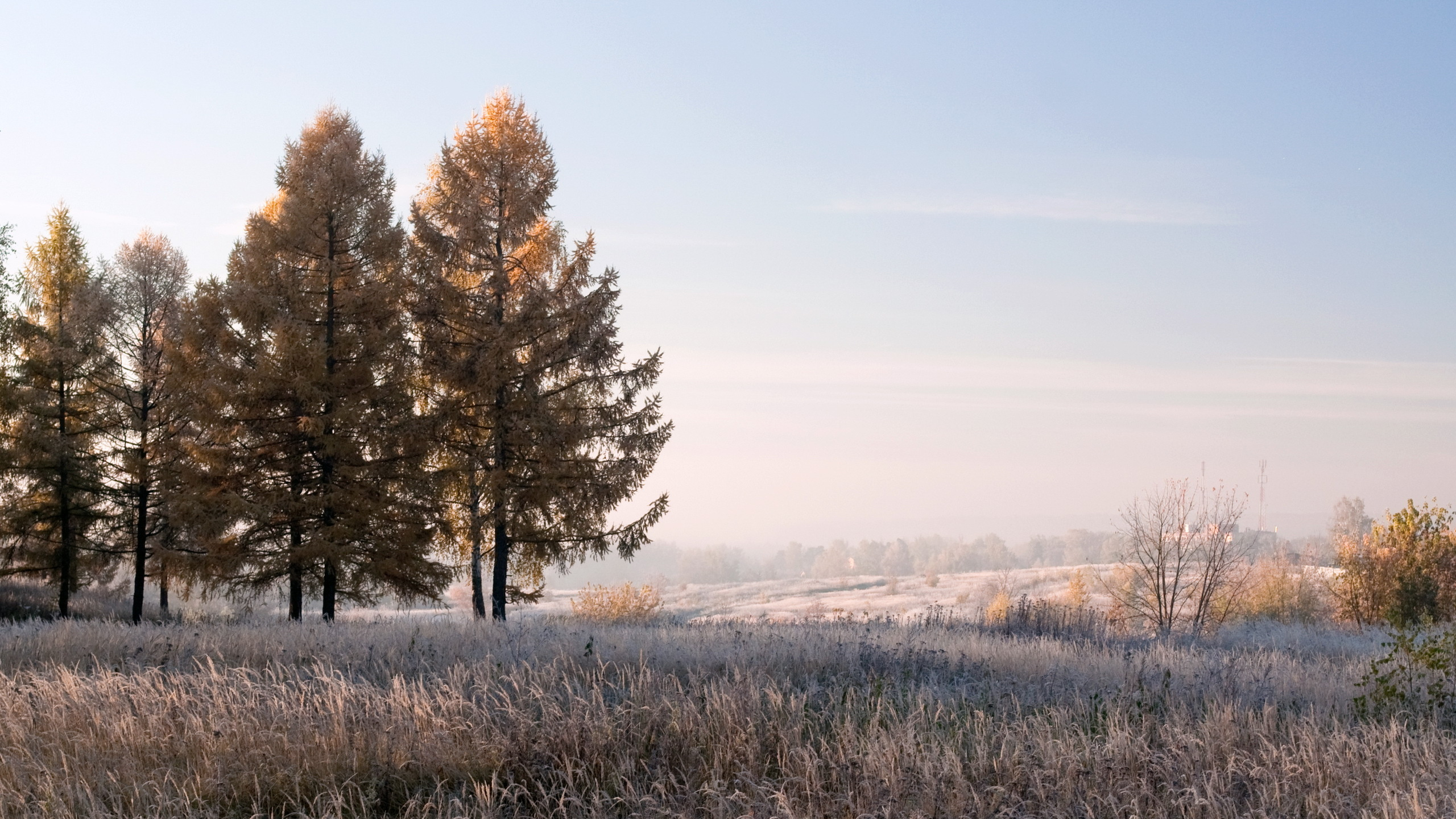 Обои зима, дерево, утро, солнечный свет, замораживание в разрешении 2560x1440