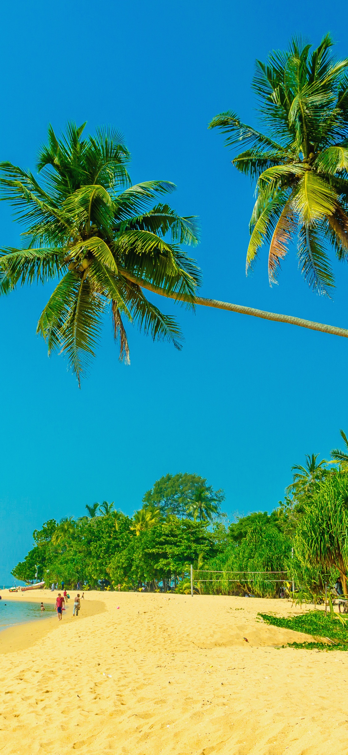 Обои пляж, море, берег, дерево, тропическая зона в разрешении 1125x2436