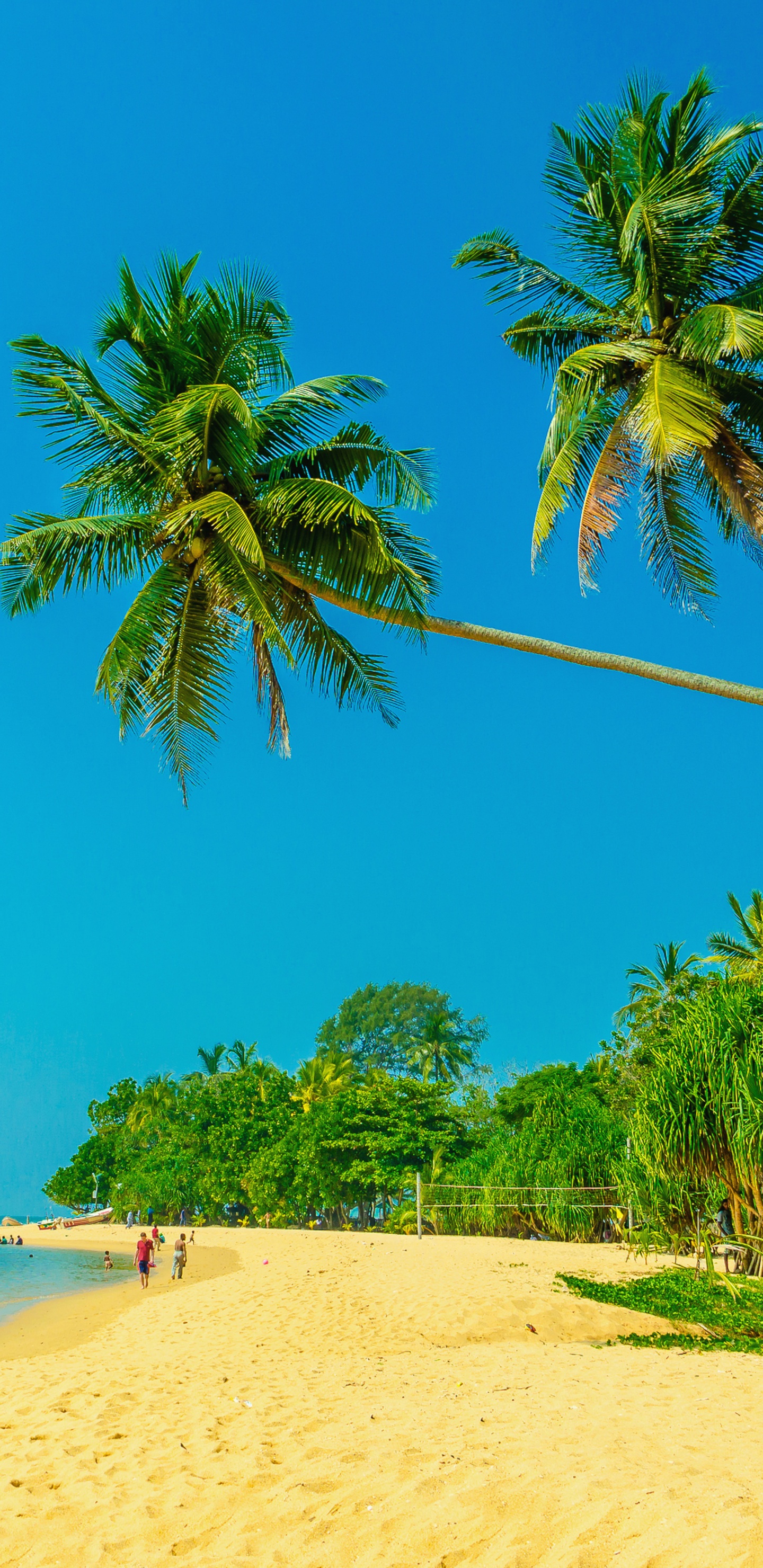 Обои пляж, море, берег, дерево, тропическая зона в разрешении 1440x2960