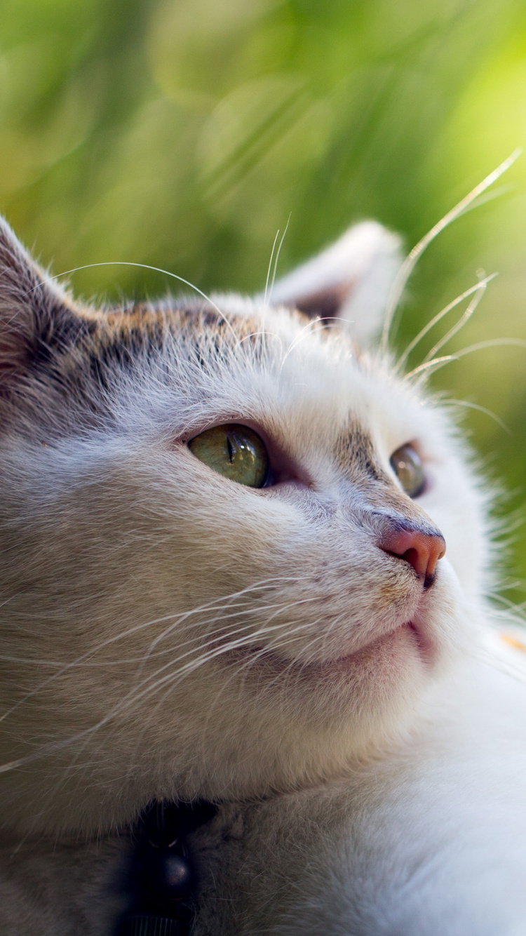 Обои кот, морда, бакенбарды, кошачьих, эгейская кошка в разрешении 750x1334