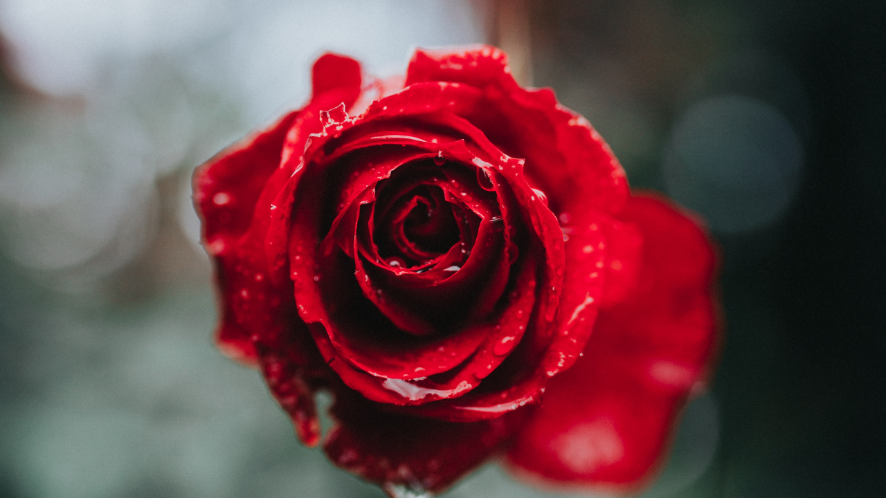 Обои Роза, красный цвет, сад роз, цветок, лепесток в разрешении 1280x720