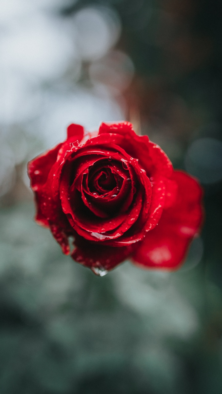 Обои Роза, красный цвет, сад роз, цветок, лепесток в разрешении 720x1280