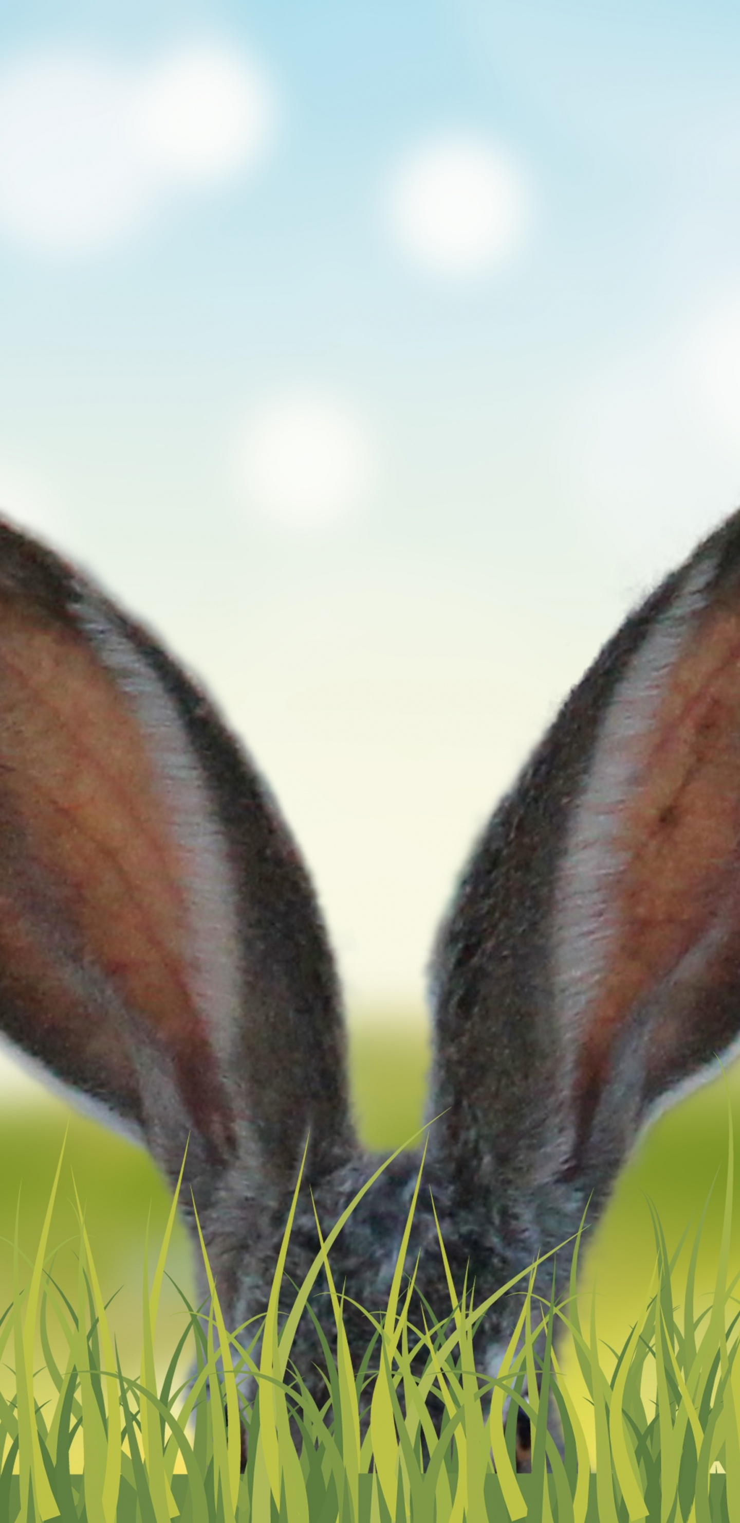 Обои луг, живая природа, адаптация, растение, сенокосное угодье в разрешении 1440x2960