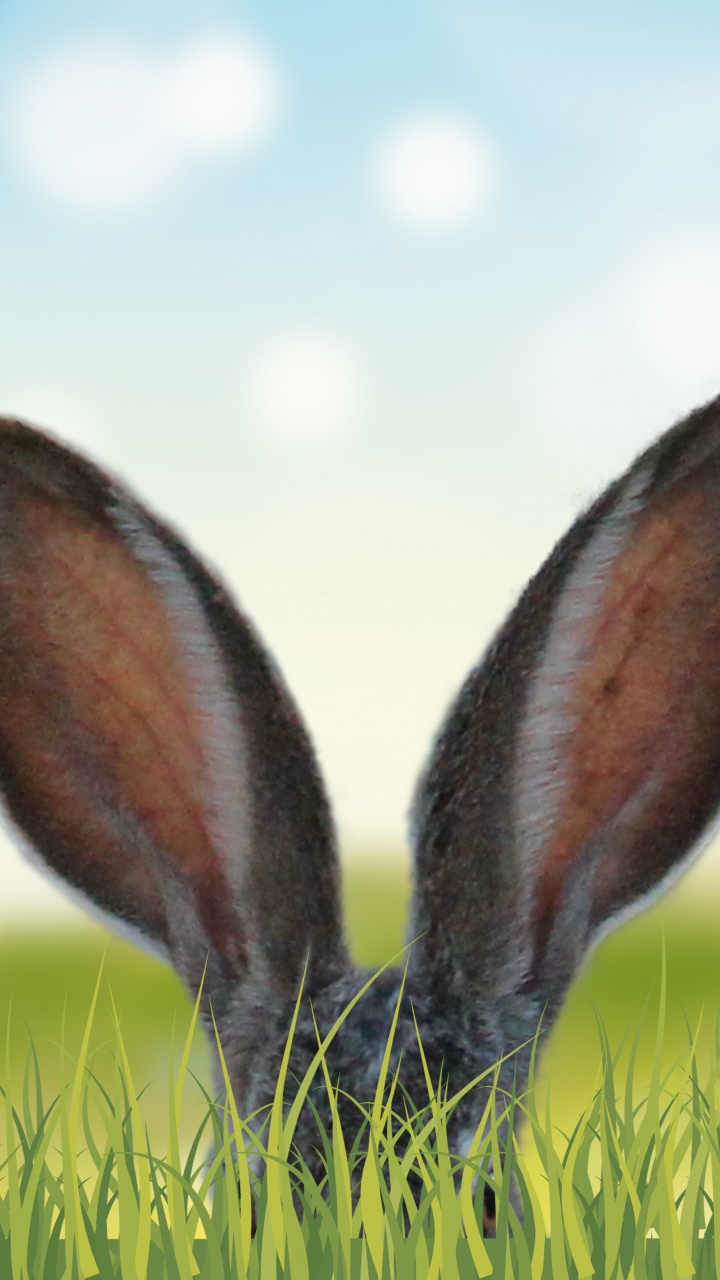 Обои луг, живая природа, адаптация, растение, сенокосное угодье в разрешении 720x1280