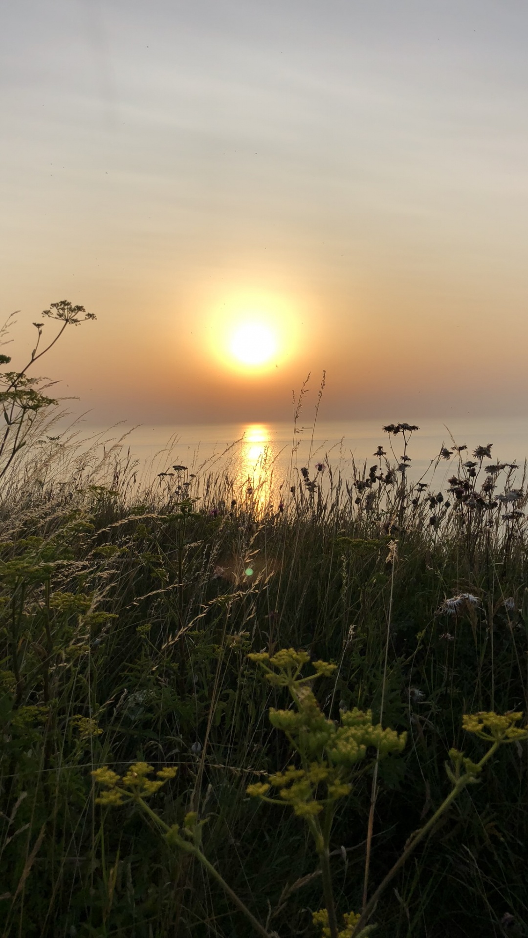 Обои солнце, природа, растительность, закат, сумрак в разрешении 1080x1920