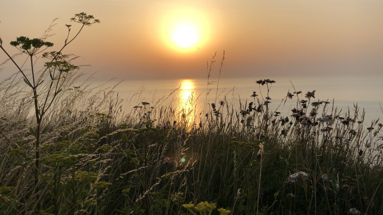 Обои солнце, природа, растительность, закат, сумрак в разрешении 1280x720