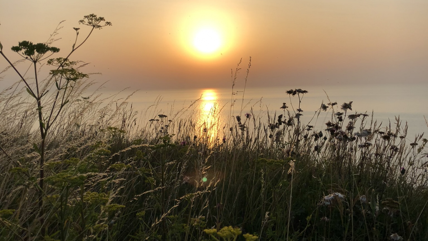 Обои солнце, природа, растительность, закат, сумрак в разрешении 1366x768