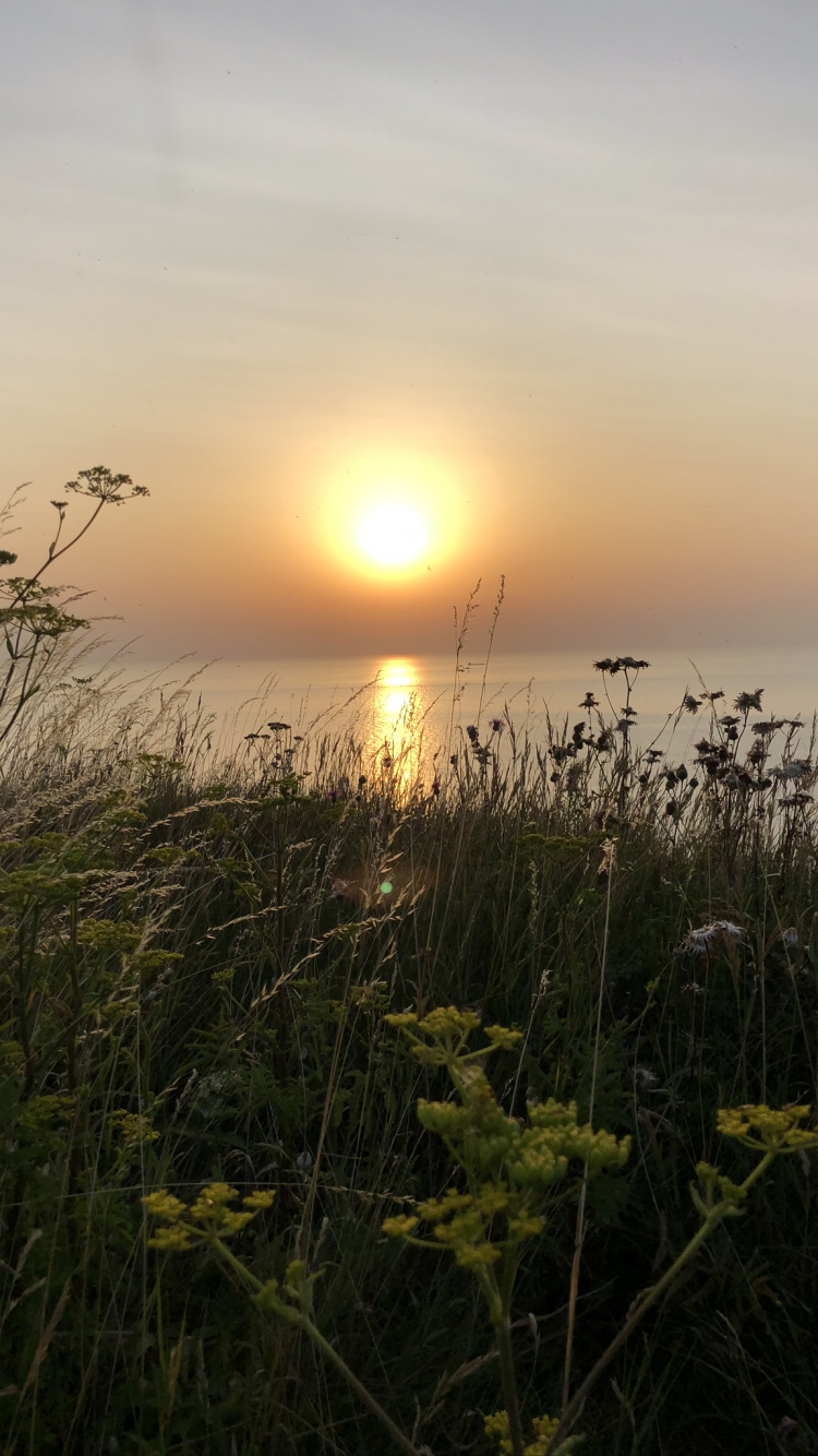 Обои солнце, природа, растительность, закат, сумрак в разрешении 750x1334