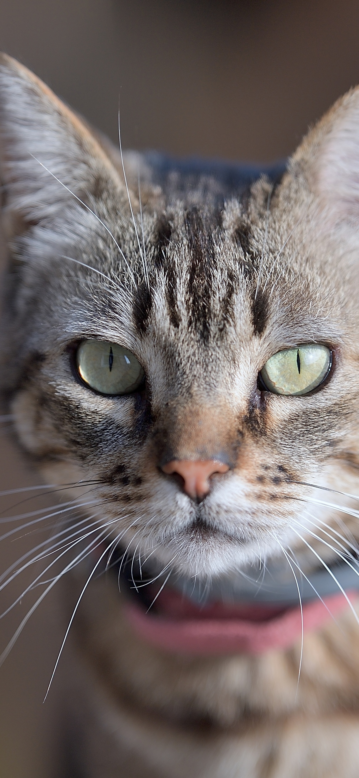 Обои бакенбарды, ли дракон, европейская короткошерстная, американская короткошерстная, эгейская кошка в разрешении 1242x2688