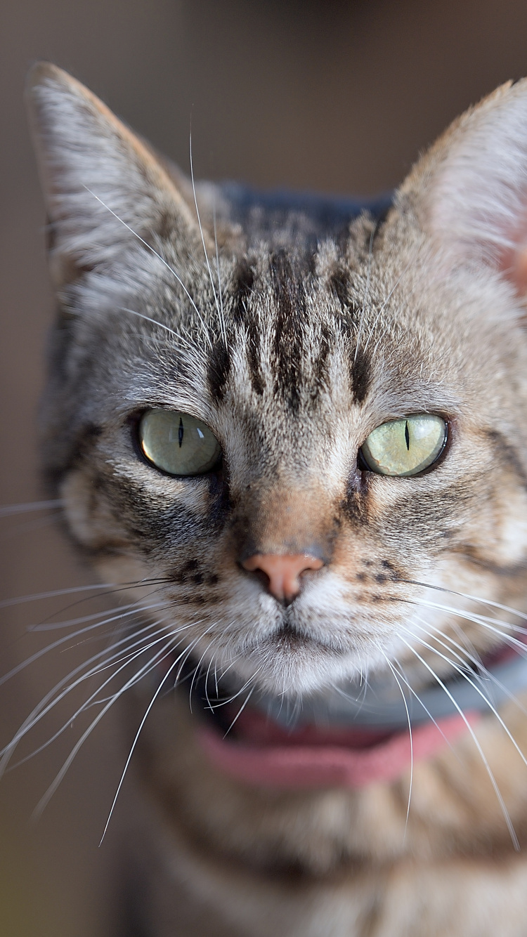 Обои бакенбарды, ли дракон, европейская короткошерстная, американская короткошерстная, эгейская кошка в разрешении 750x1334