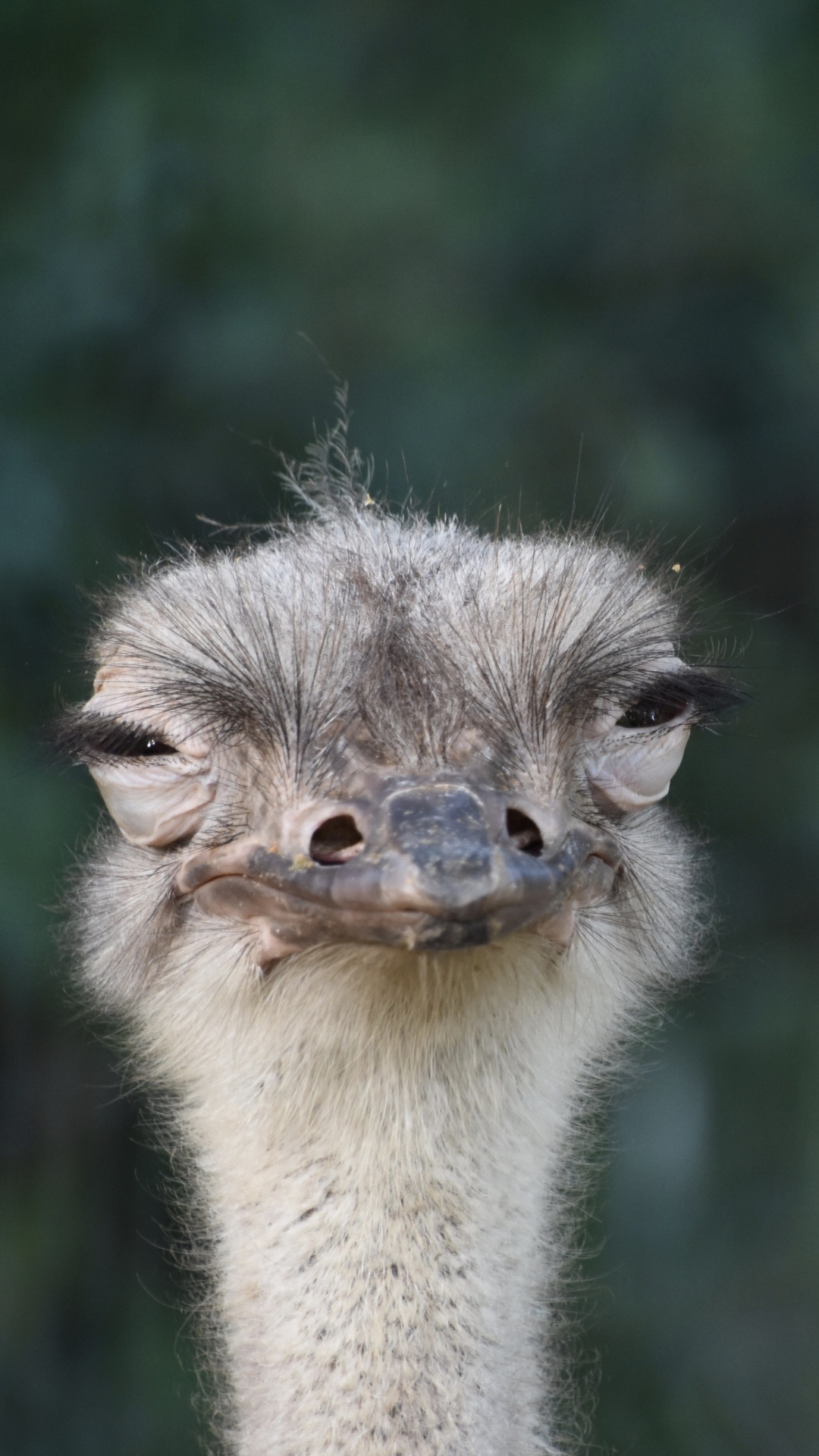 Обои страус, нелетающая птица, ratite, птица, клюв в разрешении 1080x1920