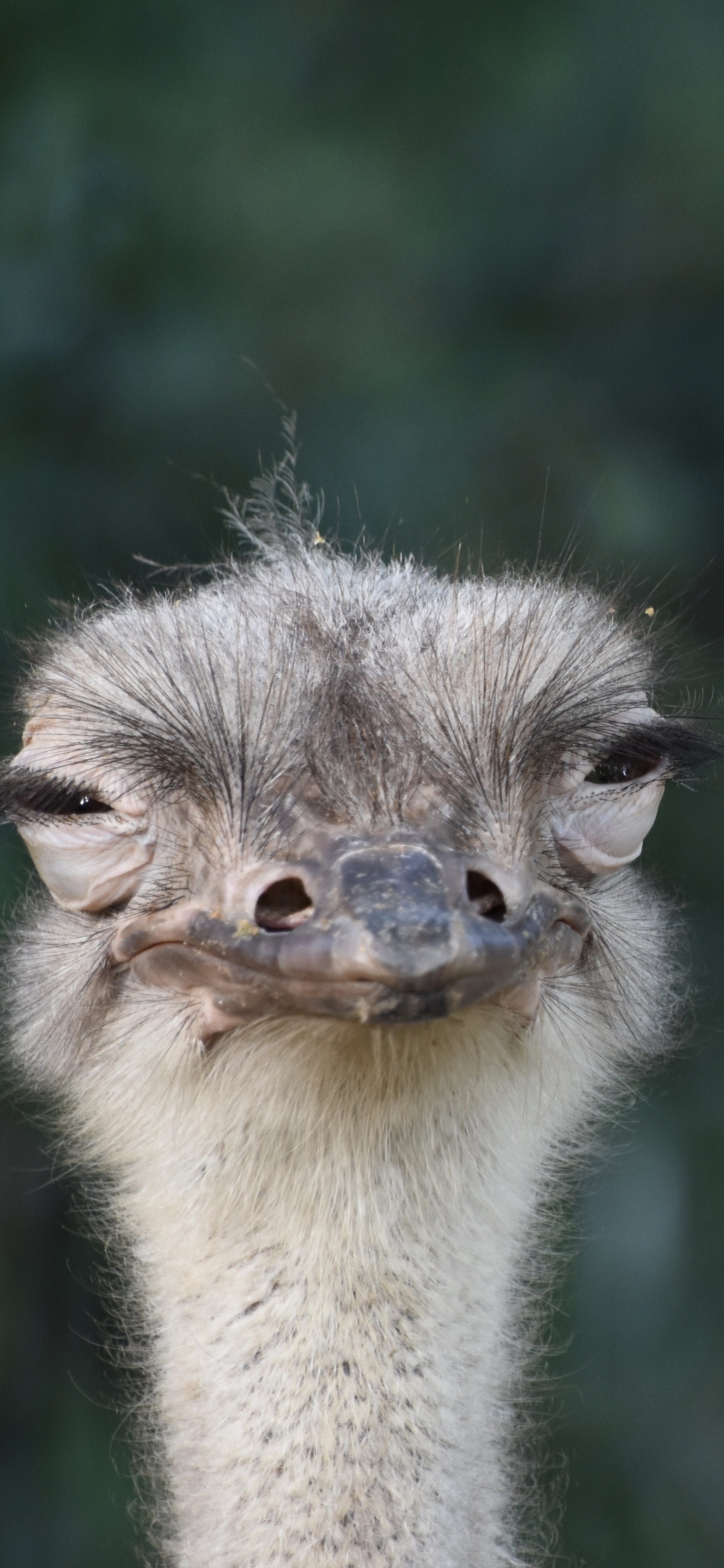 Обои страус, нелетающая птица, ratite, птица, клюв в разрешении 1242x2688