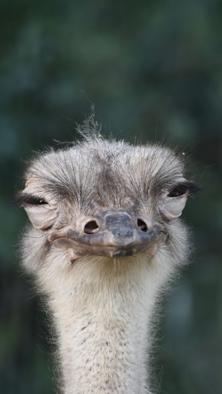 Обои страус, нелетающая птица, ratite, птица, клюв в разрешении 750x1334