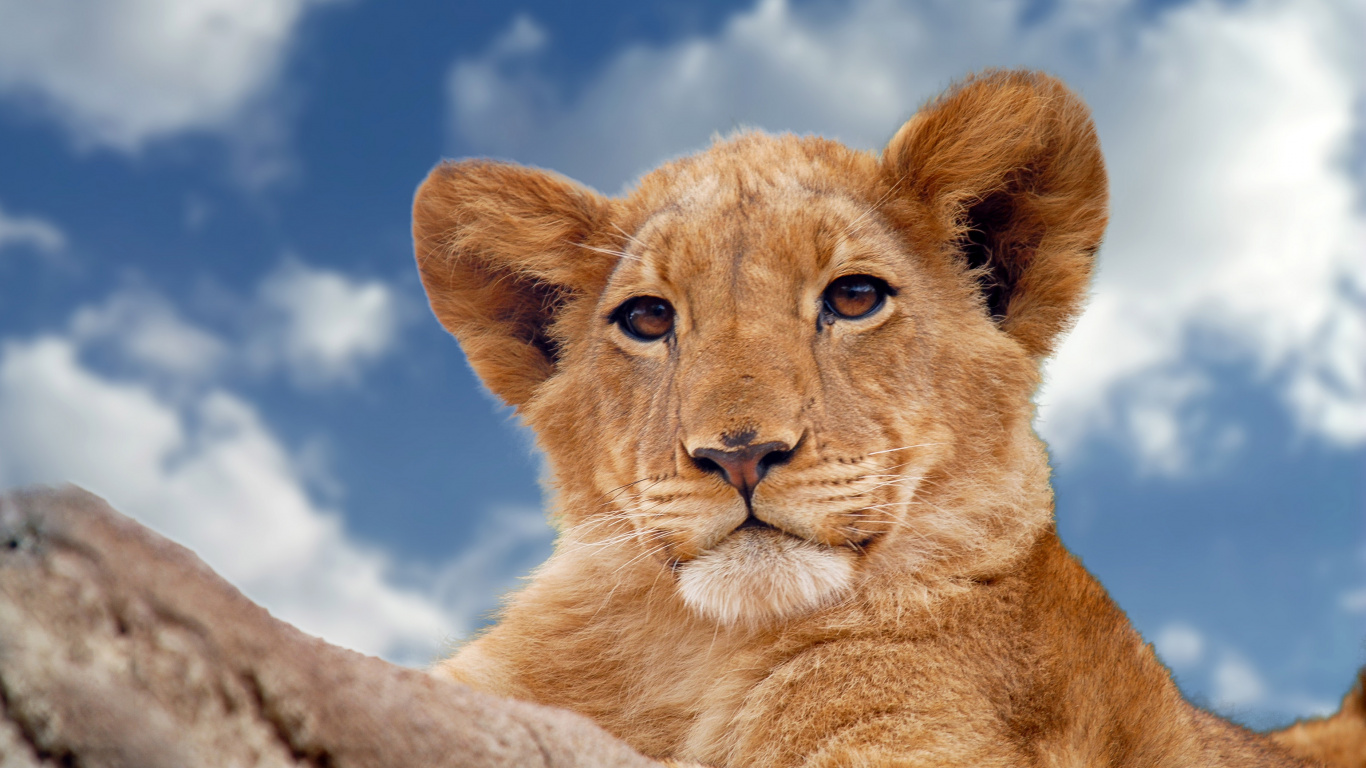 Обои Лев, живая природа, кошачьих, наземные животные, масаи Лев в разрешении 1366x768