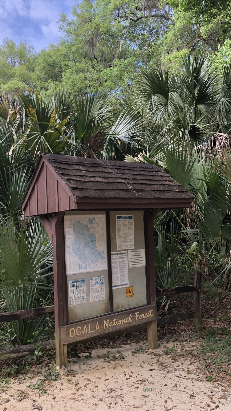 Обои пальмовые рощи, недвижимость, биология, наука, древесные растения в разрешении 750x1334