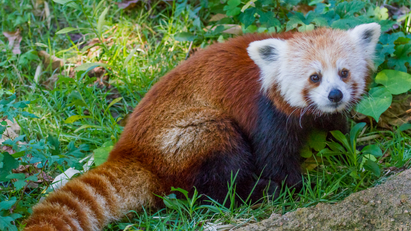 Обои Красная панда, гигантская панда, наземные животные, живая природа, фауна в разрешении 1366x768