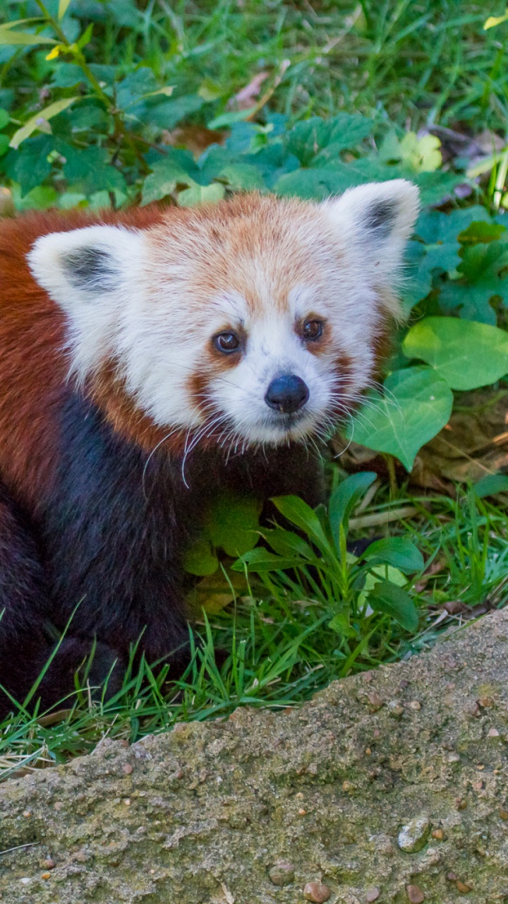 Обои Красная панда, гигантская панда, наземные животные, живая природа, фауна в разрешении 720x1280