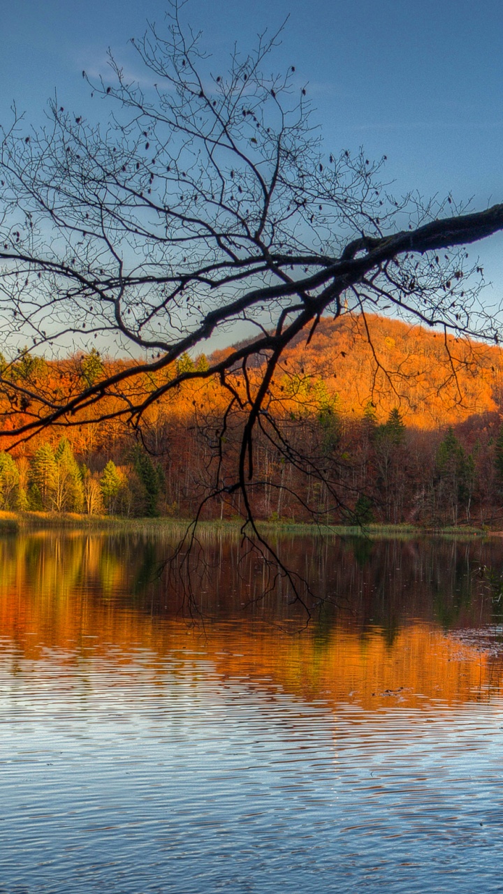 Обои природа, отражение, дерево, вода, лист в разрешении 720x1280