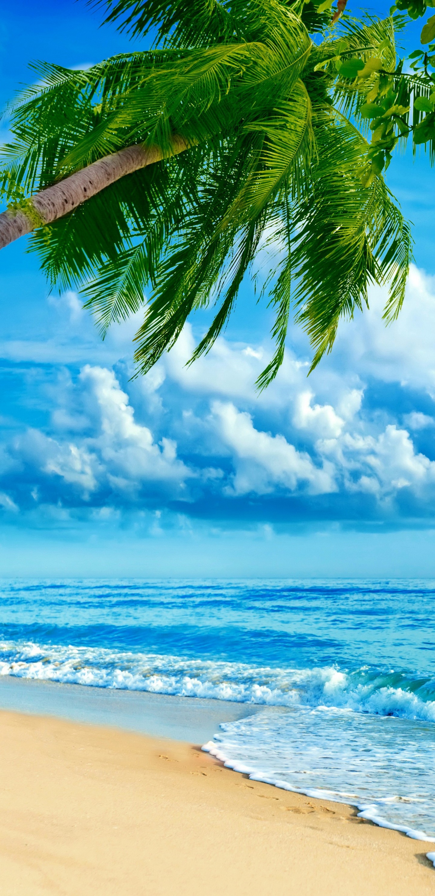 Обои пляж, природа, тропическая зона, дневное время, океан в разрешении 1440x2960