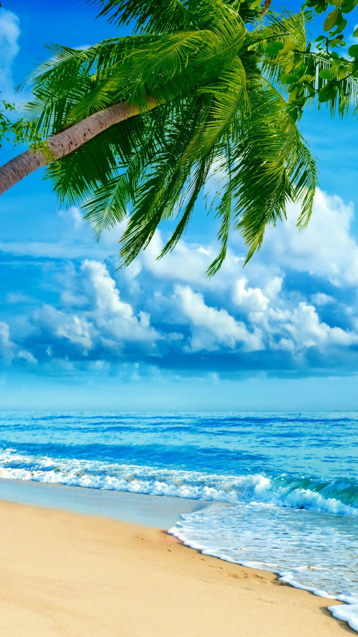 Обои пляж, природа, тропическая зона, дневное время, океан в разрешении 720x1280