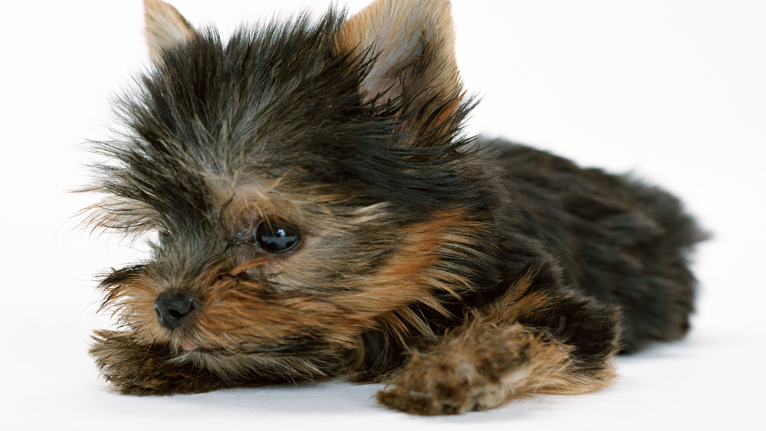 Обои Йоркширский терьер, щенок, терьер, пес, собака породы в разрешении 2560x1440