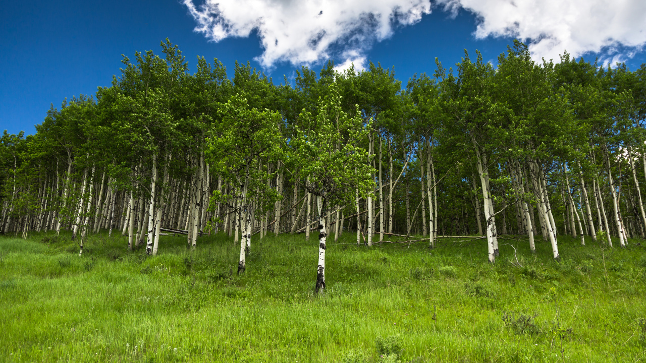 Обои береза, дерево, лес, растительность, сенокосное угодье в разрешении 1280x720