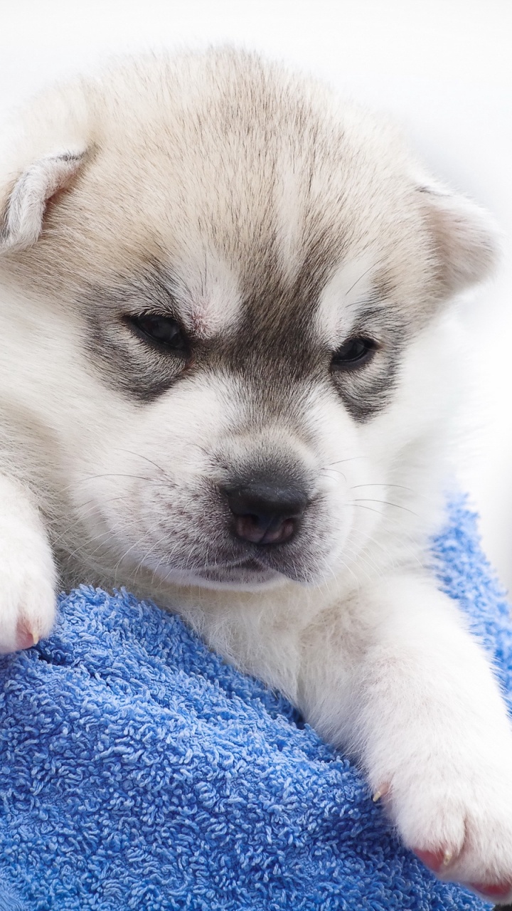 Обои Себирская Хаски, щенок, котенок, морда, пес в разрешении 720x1280