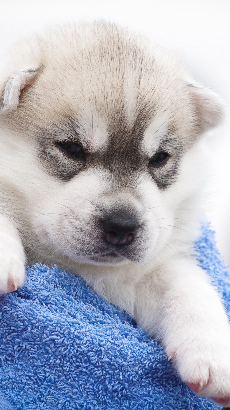 Обои Себирская Хаски, щенок, котенок, морда, пес в разрешении 750x1334