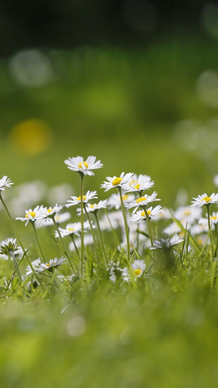 Обои цветок, весна, луг, солнечный свет, поле в разрешении 750x1334