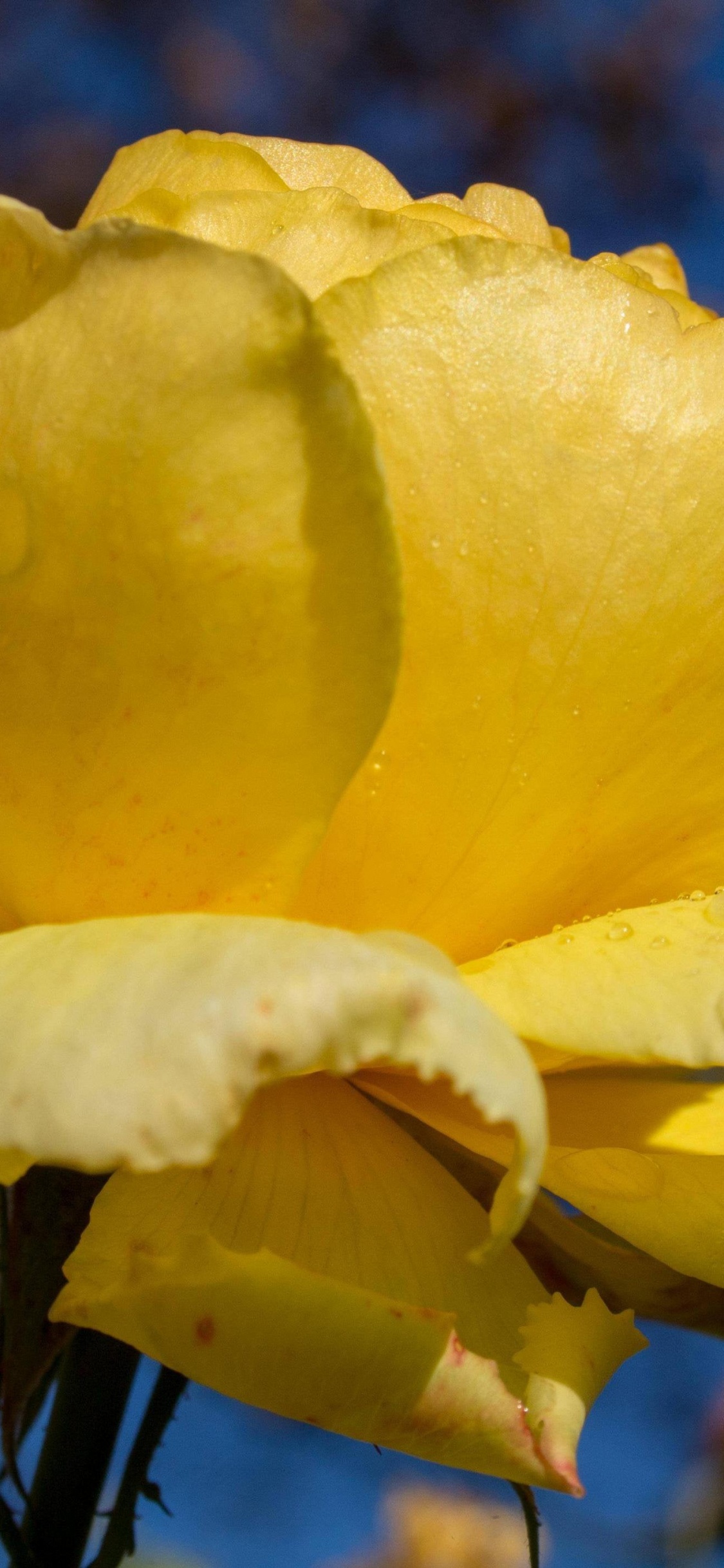 Обои Флора, цветок, растение, вода, лепесток в разрешении 1125x2436