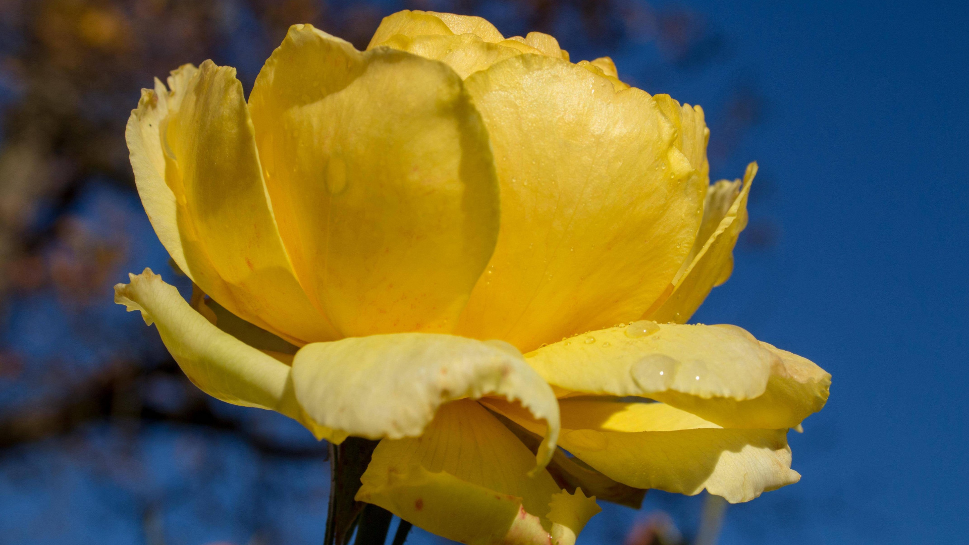 Обои Флора, цветок, растение, вода, лепесток в разрешении 1920x1080