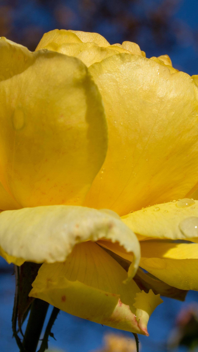 Обои Флора, цветок, растение, вода, лепесток в разрешении 750x1334