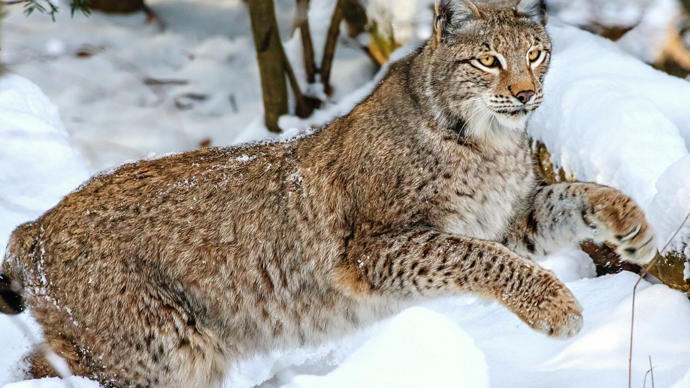 Обои рысь, живая природа, фауна, млекопитающее, животный мир в разрешении 1366x768