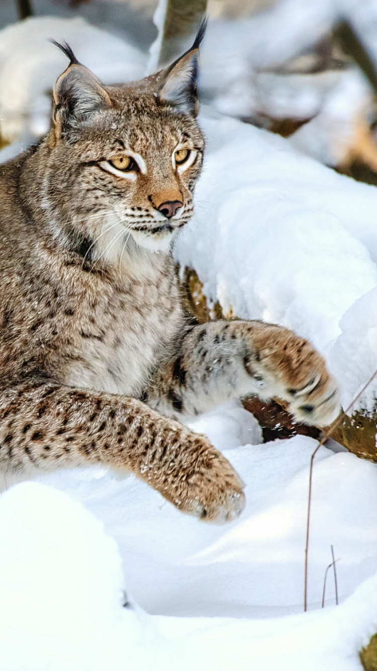 Обои рысь, живая природа, фауна, млекопитающее, животный мир в разрешении 750x1334