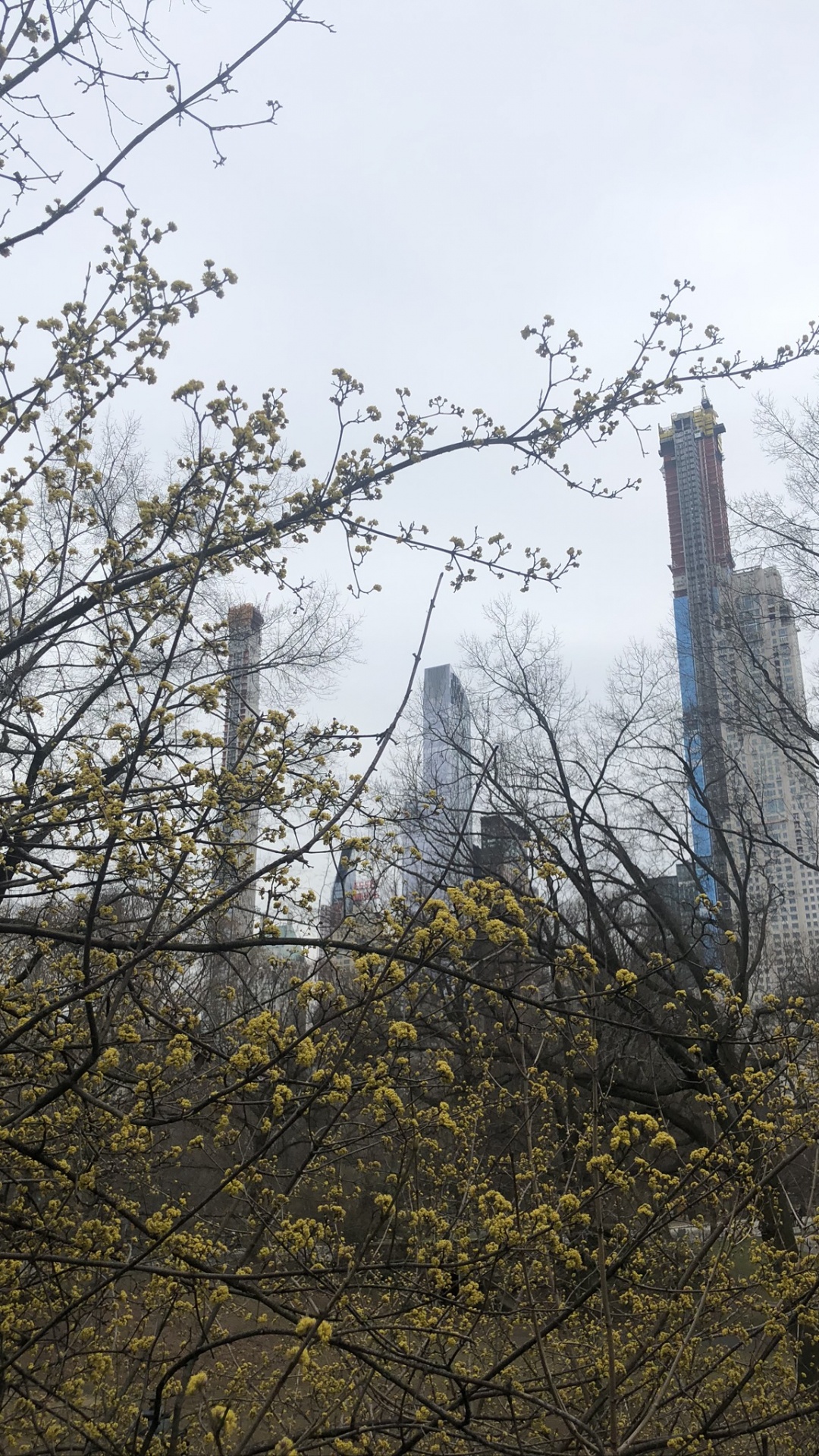 Обои дерево, лист, наука, рассада, физика в разрешении 1080x1920