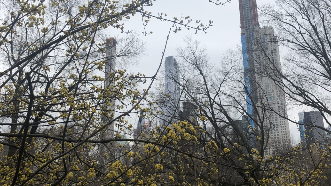 Обои дерево, лист, наука, рассада, физика в разрешении 1366x768