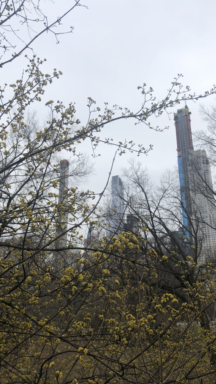 Обои дерево, лист, наука, рассада, физика в разрешении 750x1334