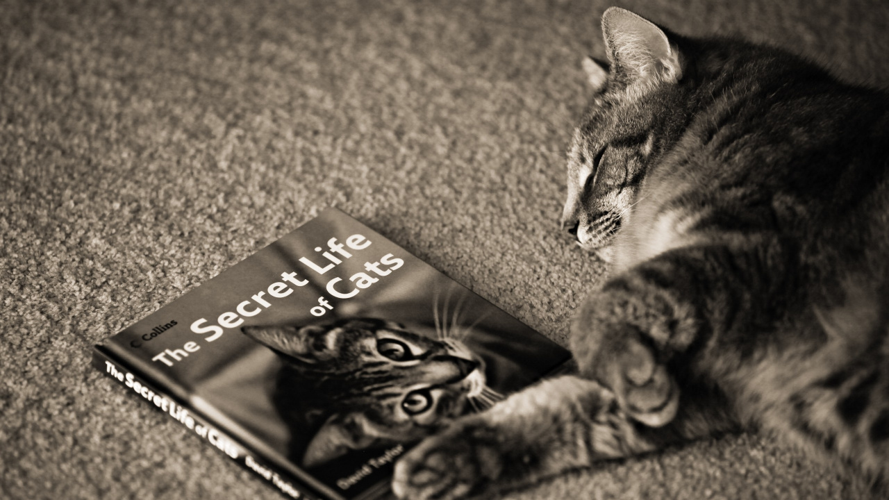 Обои котенок, полосатый кот, млекопитающее, позвоночное, позвоночное животное в разрешении 1280x720