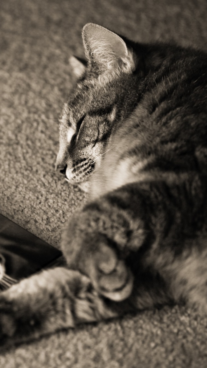 Обои котенок, полосатый кот, млекопитающее, позвоночное, позвоночное животное в разрешении 720x1280