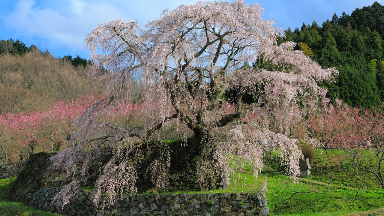 Обои Япония, цветение вишни, дерево, растение, цветок в разрешении 1280x720