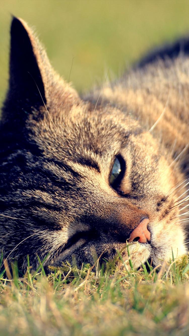 Обои кот, бакенбарды, морда, Дикая кошка, кошки малого и среднего размера в разрешении 750x1334