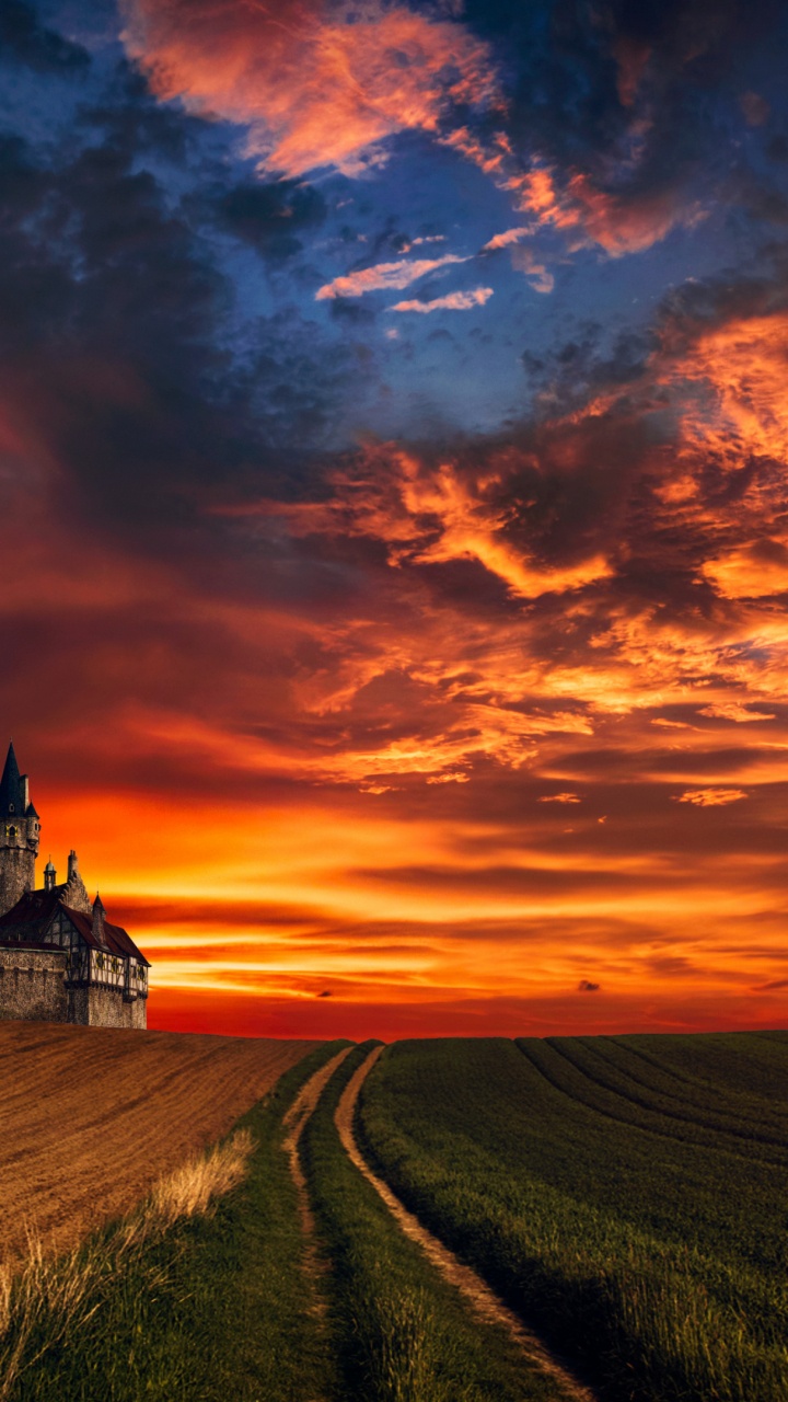 Обои закат, облако, атмосфера, растение, экорегион в разрешении 720x1280