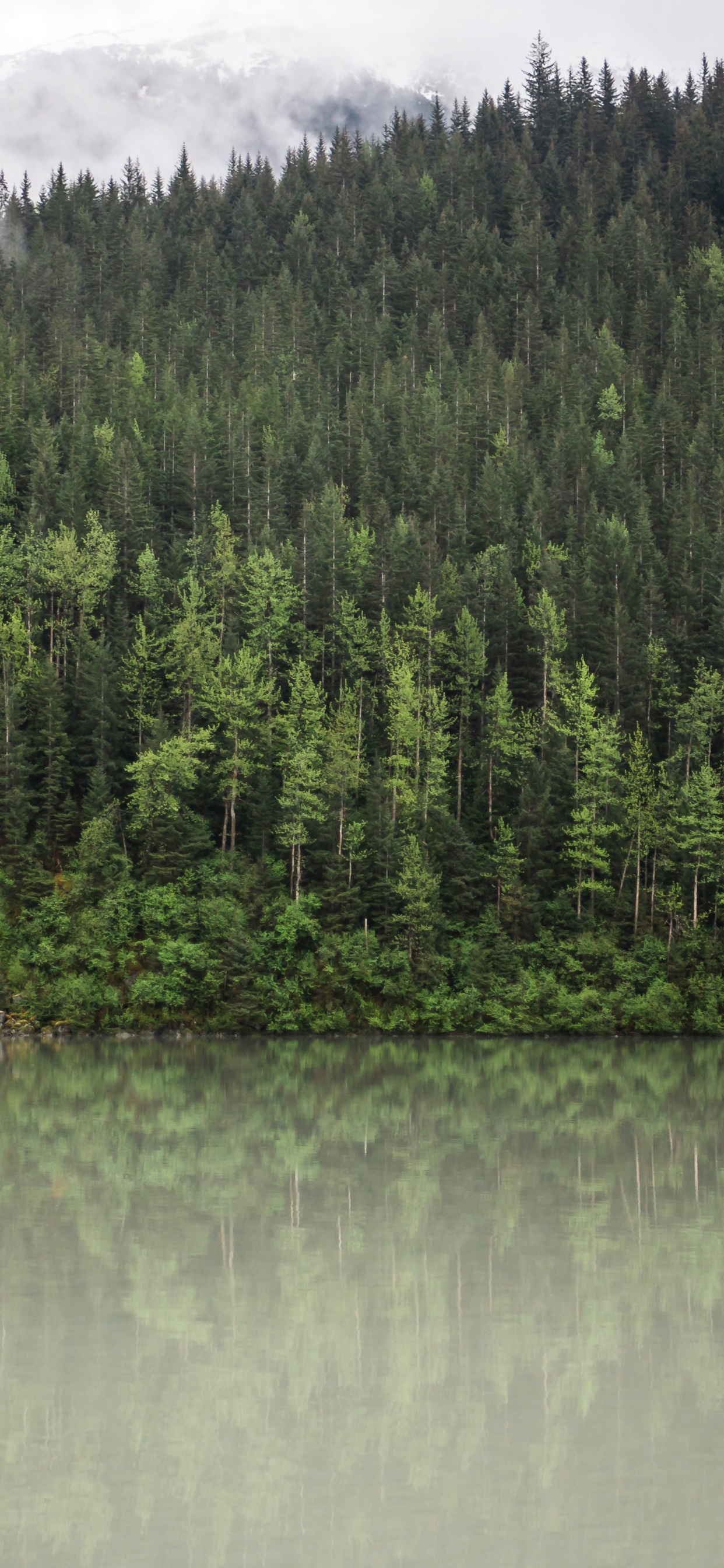 Обои лес, отражение, вода, дерево, природа в разрешении 1242x2688