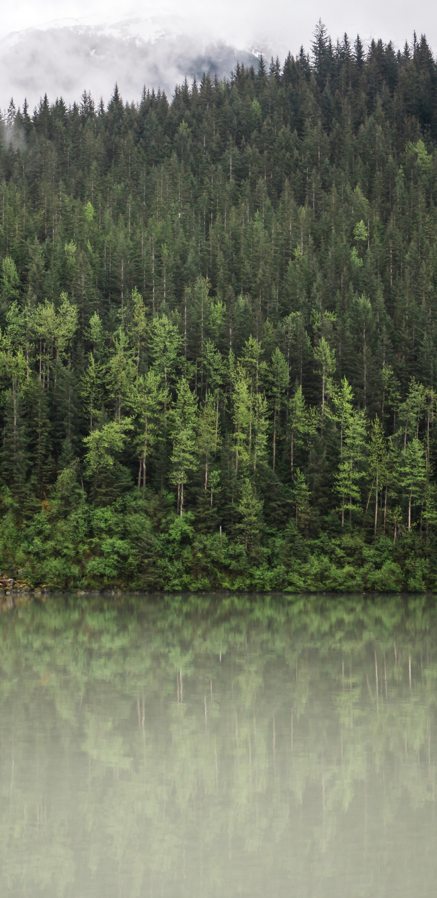 Обои лес, отражение, вода, дерево, природа в разрешении 1440x2960