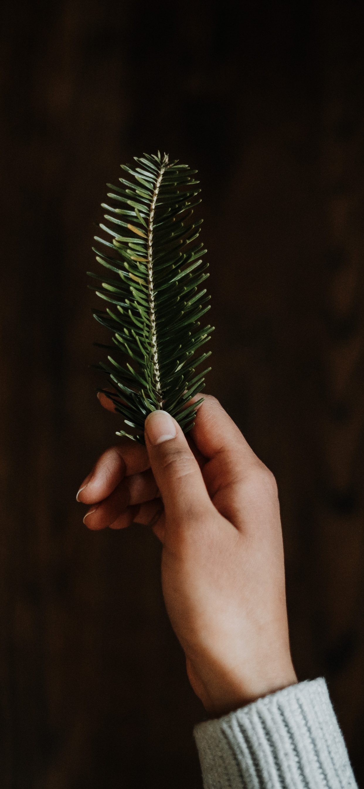 Обои зеленый, ель, Рождественский день, темнота, трава в разрешении 1242x2688