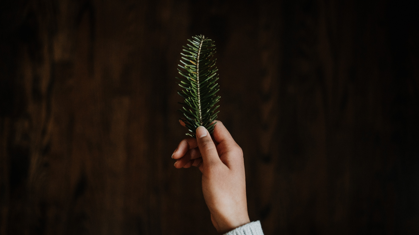 Обои зеленый, ель, Рождественский день, темнота, трава в разрешении 1366x768