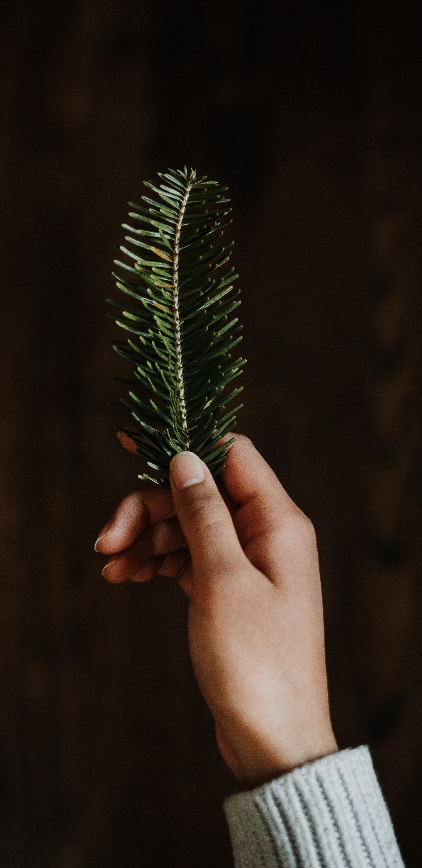 Обои зеленый, ель, Рождественский день, темнота, трава в разрешении 1440x2960