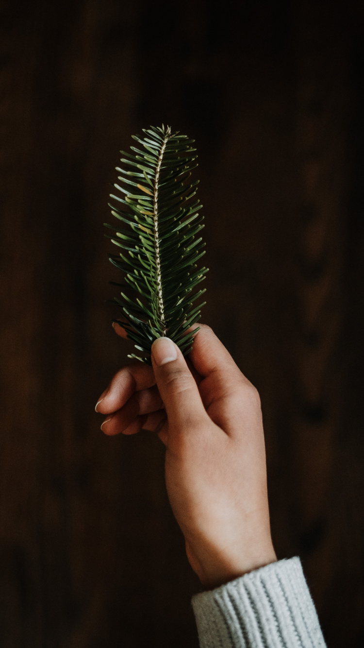 Обои зеленый, ель, Рождественский день, темнота, трава в разрешении 750x1334