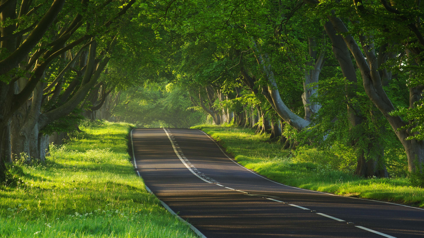 Обои дорога, природа, дерево, растительность, лес в разрешении 1366x768