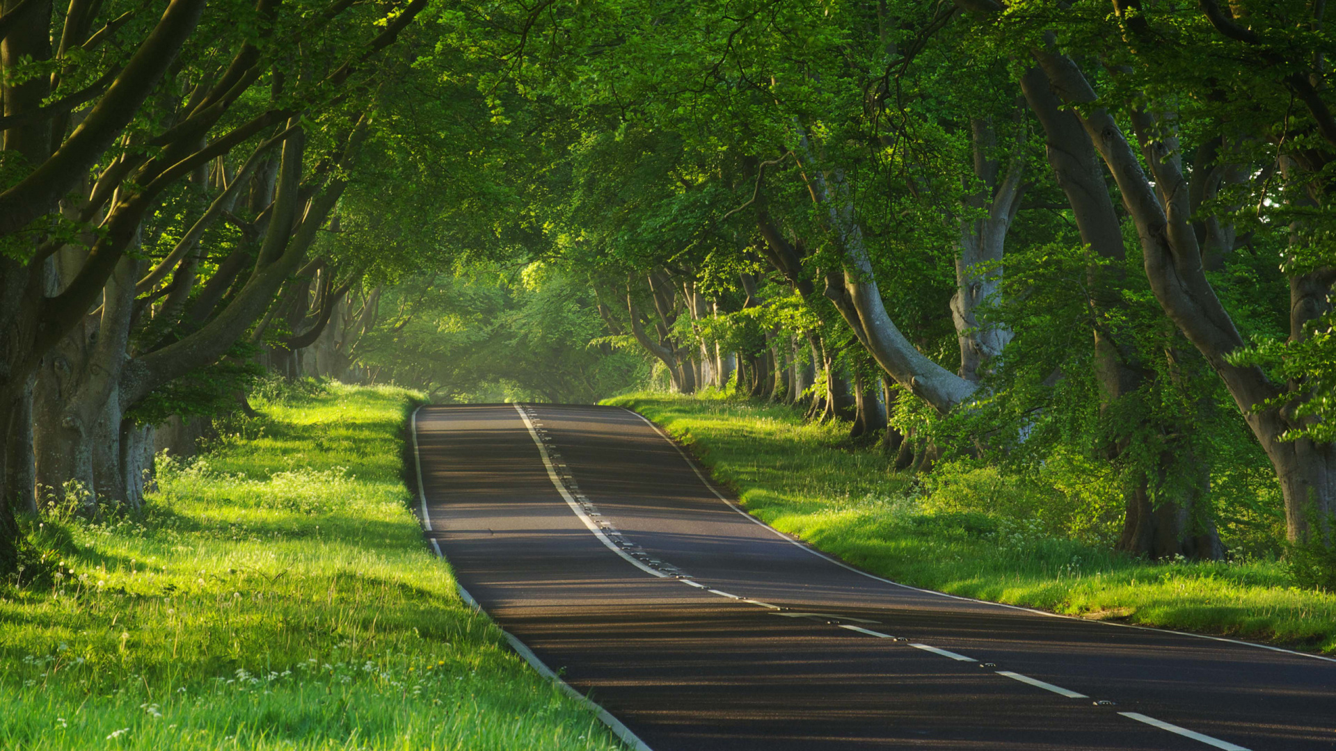Обои дорога, природа, дерево, растительность, лес в разрешении 1920x1080